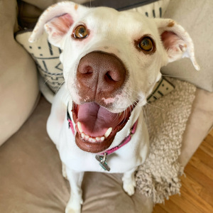 Fundraising Page: Snow Rizzuto